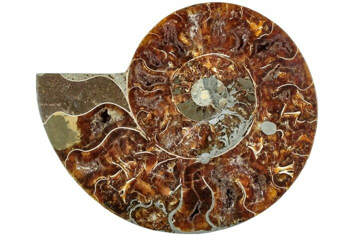 Bargain, Cut & Polished Ammonite Fossil (Half) - Madagascar #230104